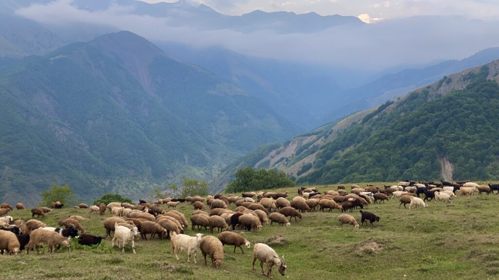 Flock of sheep grazing in misty mountains, Azerbaijan