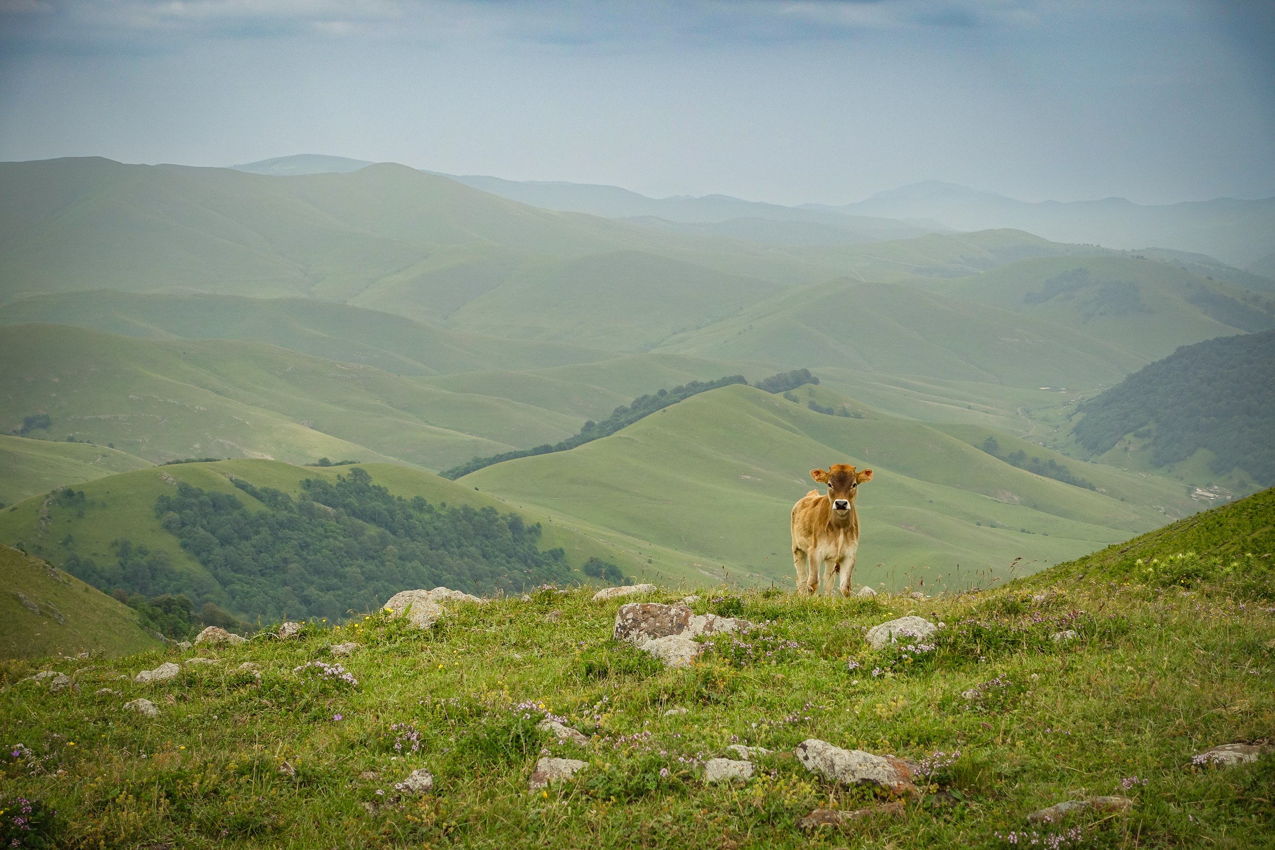 A calf standing on a grassy ridge overlooking layered green mountain valleys, Armenia