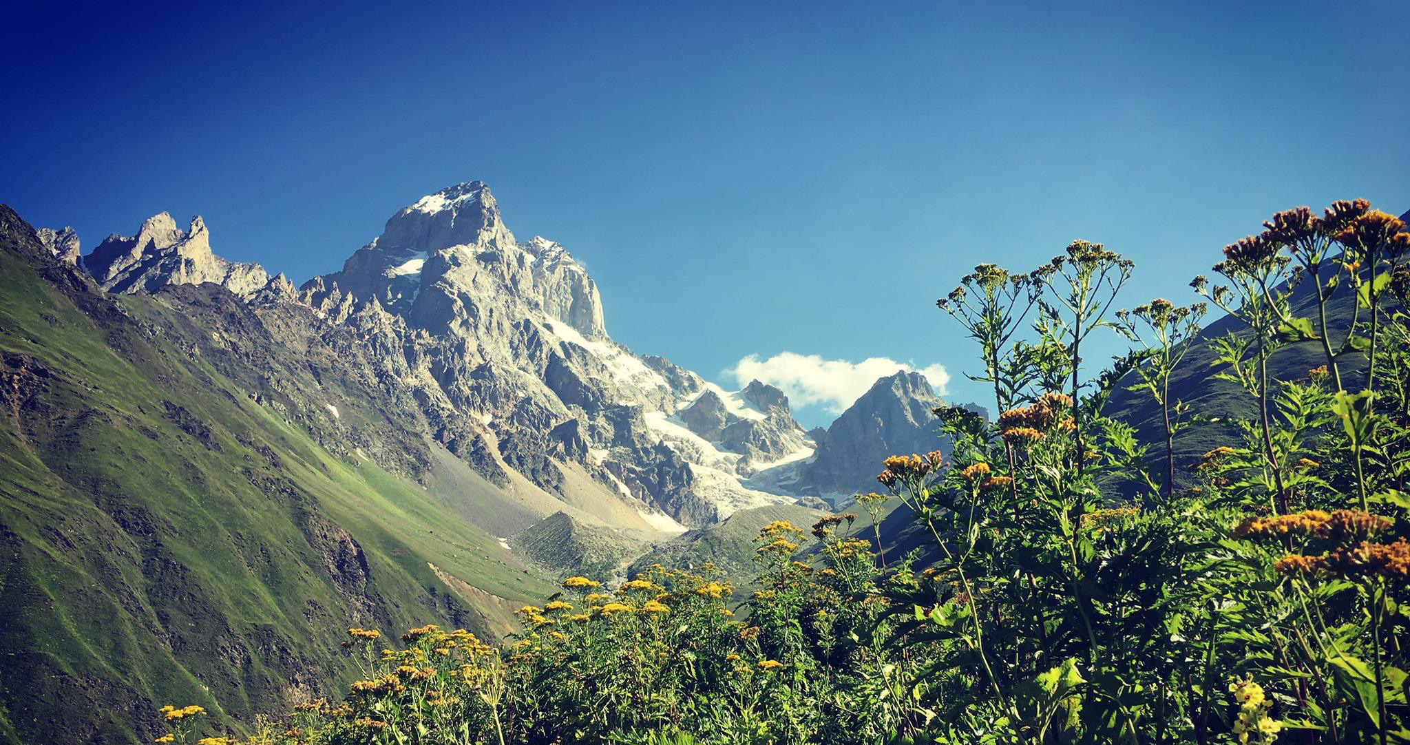 Snow-capped Caucasus peaks framed by alpine wildflowers, Svaneti, Georgia