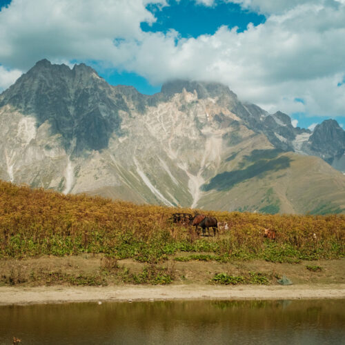 Horses grazing on a rocky mountain slope beneath a jagged Caucasus peak, Svaneti, Georgia