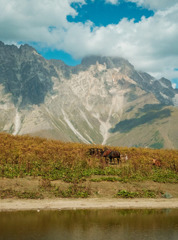 Horses grazing on a rocky mountain slope beneath a jagged Caucasus peak, Svaneti, Georgia
