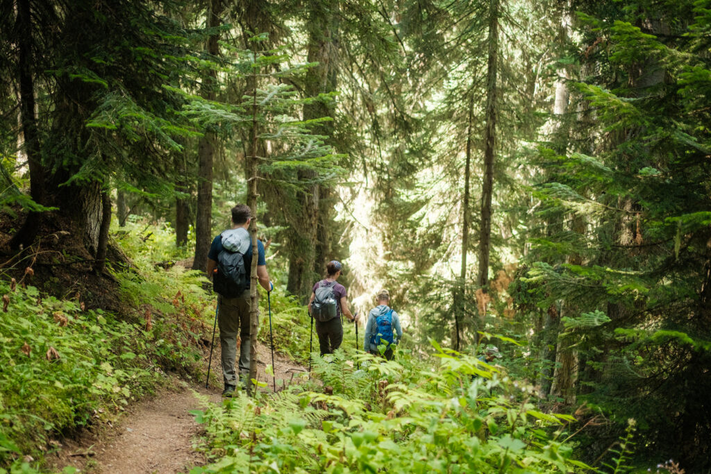 Hikers walking a sunlit forest trail in Svaneti, Georgia