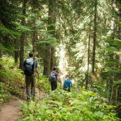 Hikers walking a sunlit forest trail in Svaneti, Georgia
