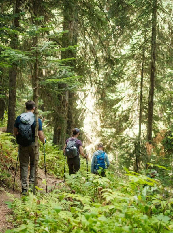 Hikers walking a sunlit forest trail in Svaneti, Georgia